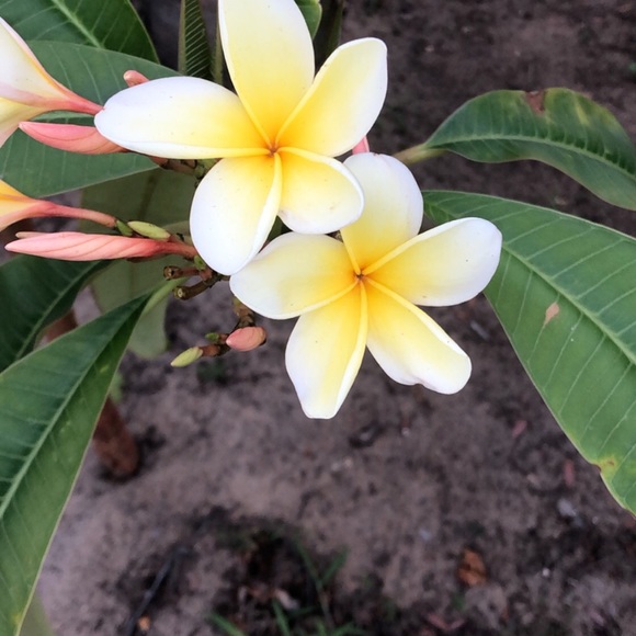 Meet your Posher, Tina - Picture 6 of 6